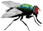 Spyflue – (Ernobius mollis)