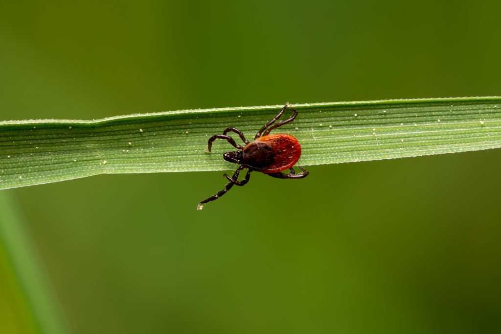 Closeup shot of a red mite on the green leaf on the blurry background